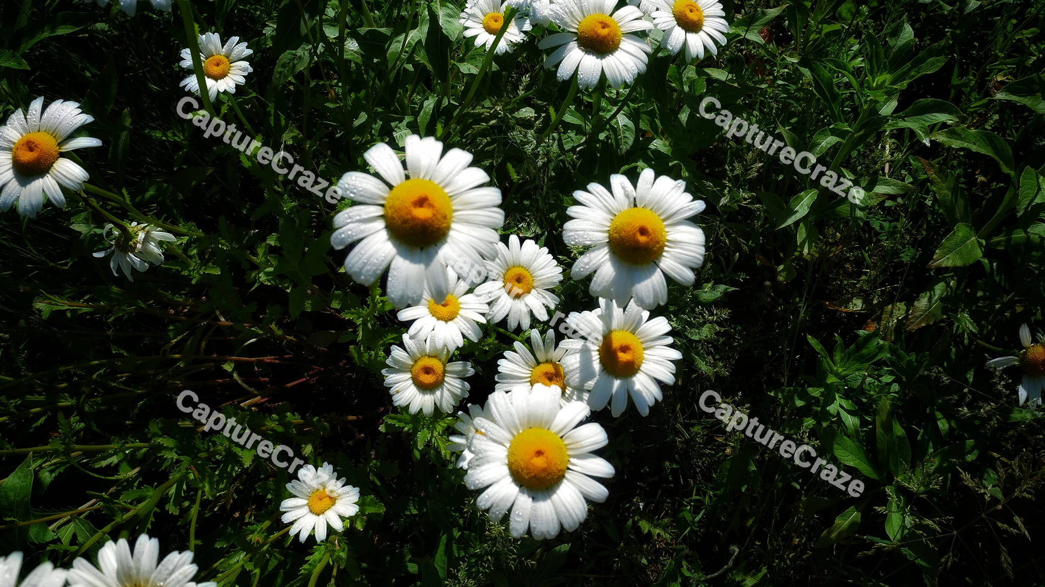 Daisy Flowers